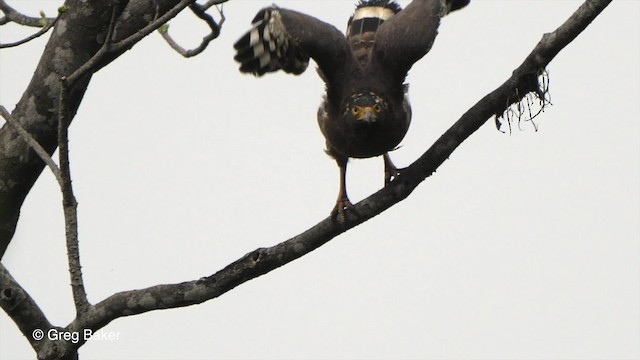 Crested Serpent-Eagle (Crested) - ML201820911