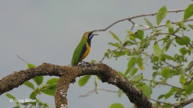 Orangebauch-Blattvogel (hardwickii/malayana) - ML201820931
