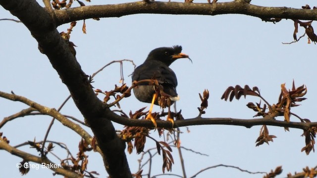 Great Myna - ML201820991