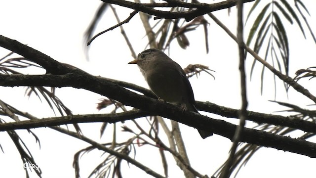 Actinodure à ailes bleues - ML201821041