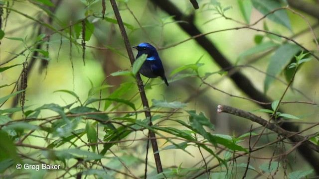 Small Niltava - ML201821051