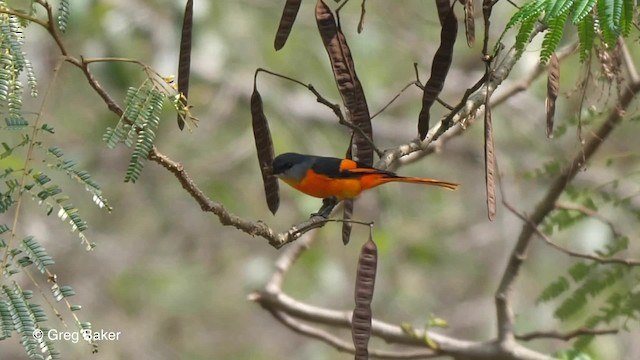 Gray-chinned Minivet (Gray-chinned) - ML201821071