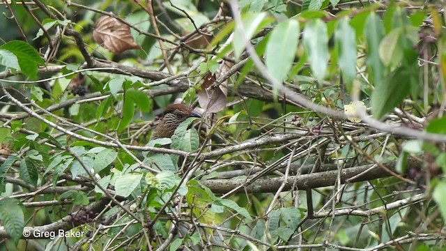 Striated Laughingthrush - ML201821121