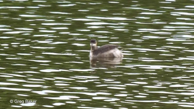 Черношейная поганка - ML201821141