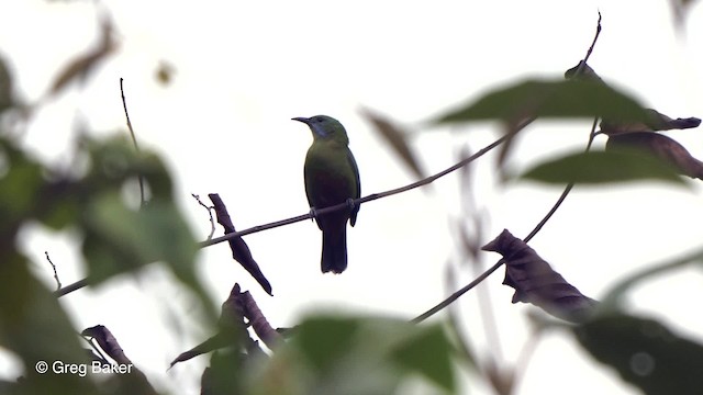 Orangebauch-Blattvogel (hardwickii/malayana) - ML201821191