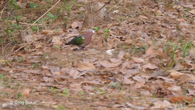 Asian Emerald Dove - ML201821211