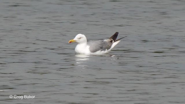 Yellow-legged Gull (michahellis) - ML201821221