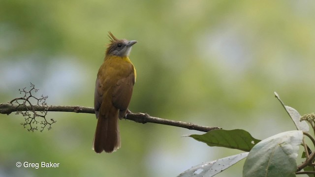 White-throated Bulbul - ML201821271