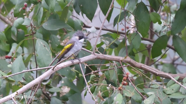 Ashy Bulbul (Ashy) - ML201821281