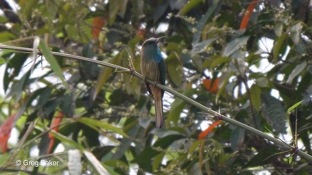 Abejaruco Barbiazul - ML201821311