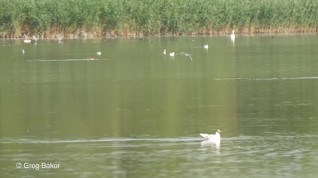 Itsas enara beltza (eurasiarra) - ML201821331