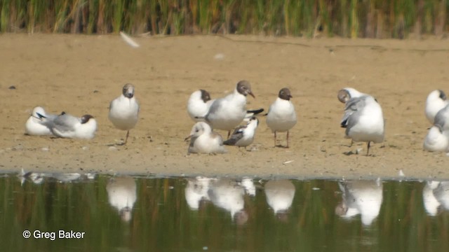 Itsas enara beltza (eurasiarra) - ML201821341