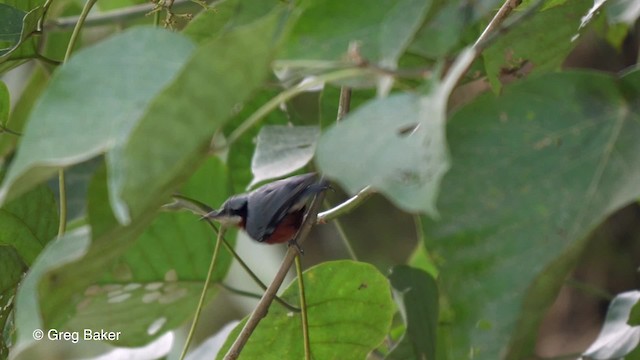 Chestnut-bellied Nuthatch - ML201821381