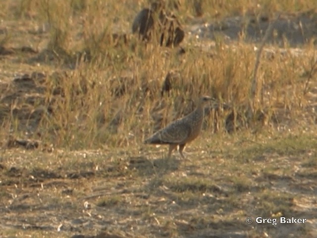 Burchell's Sandgrouse - ML201821401