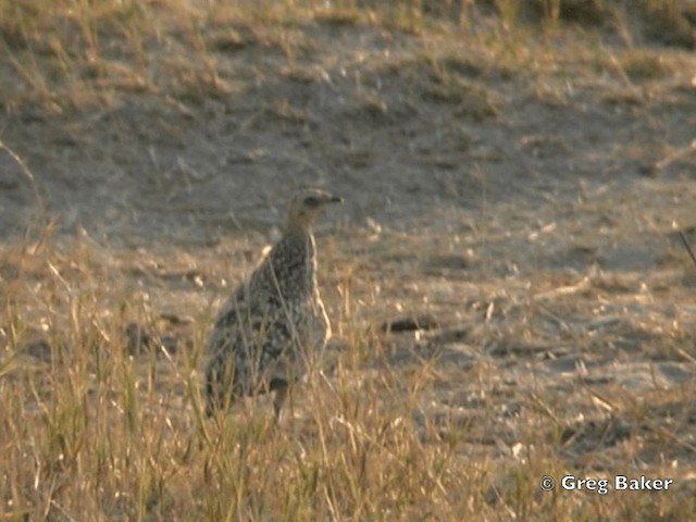 Burchell's Sandgrouse - ML201821411