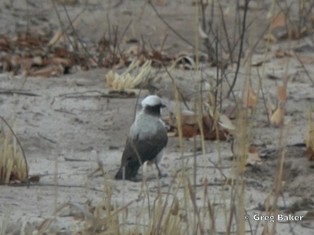 White-crowned Shrike - ML201821421