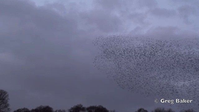 European Starling - ML201821461