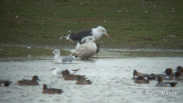 Iceland Gull (glaucoides) - ML201821481