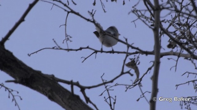Azure Tit (Yellow-breasted) - ML201821501