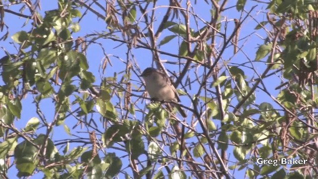 チフチャフ（tristis） - ML201821521