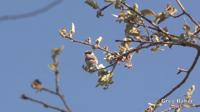 White-crowned Penduline-Tit - ML201821531