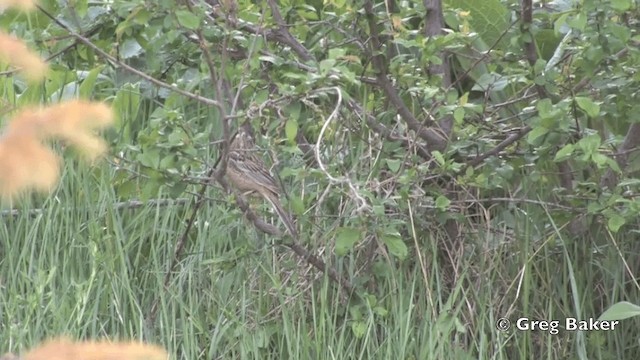 Rock Bunting - ML201821541