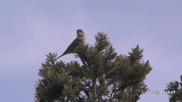 コノドジロムシクイ（亜種アルタイコノドジロムシクイ） - ML201821571