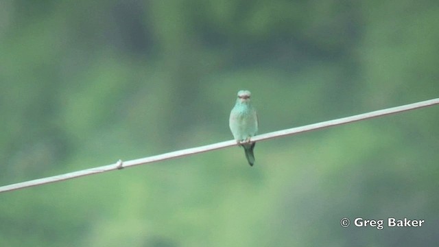 European Roller - ML201821591