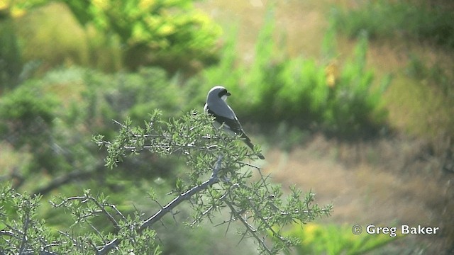 חנקן שחור-מצח - ML201821621