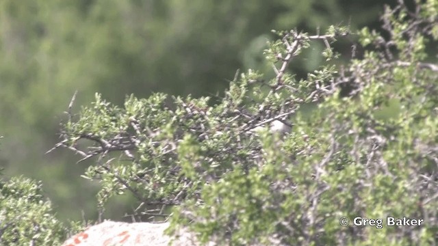 Eastern Orphean Warbler - ML201821631