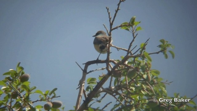 iranie bělohrdlá - ML201821651