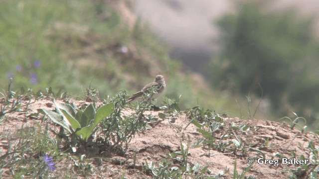 Tibet Bozkır Toygarı - ML201821671