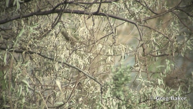 Eastern Olivaceous Warbler - ML201821701