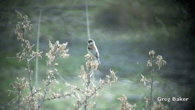 White-crowned Penduline-Tit - ML201821711