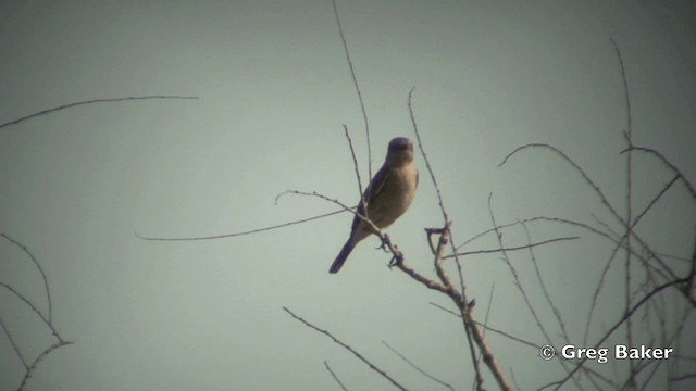 Pied Bushchat - ML201821721