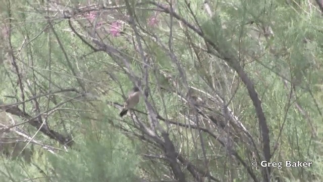 Menetries's Warbler (rubescens/turcmenica) - ML201821751