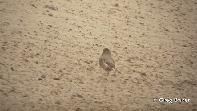 Desert Finch - ML201821801