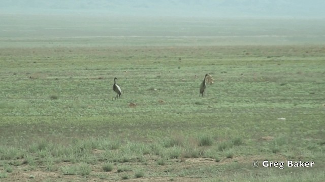 Demoiselle Crane - ML201821831