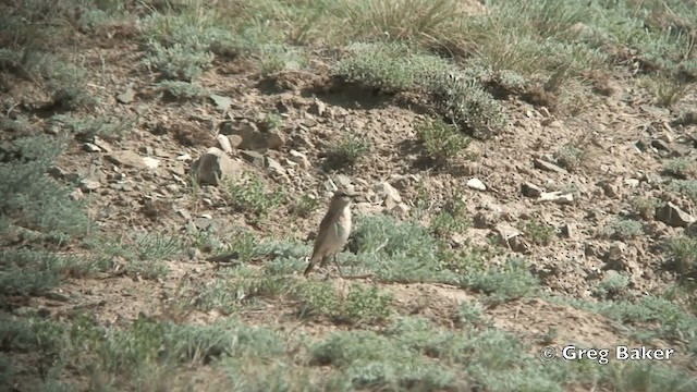 Isabelline Wheatear - ML201821841