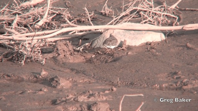 Temminck's Stint - ML201821891