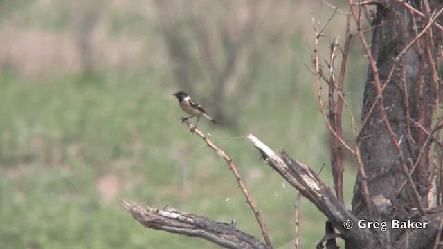 Siberian Stonechat (Siberian) - ML201821951