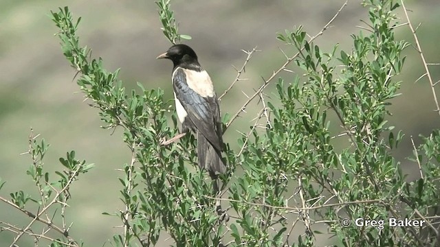 Rosy Starling - ML201821991