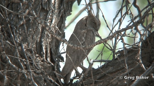 Pallid Scops-Owl - ML201822081