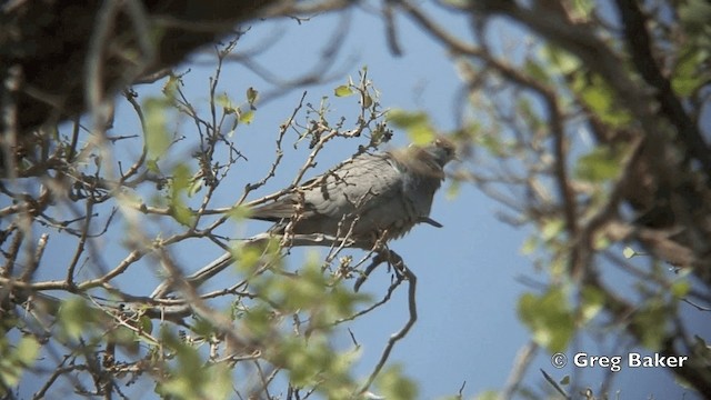 Yellow-eyed Pigeon - ML201822091