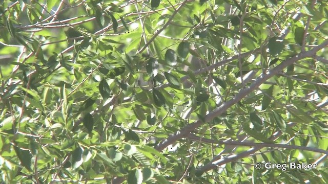 Mosquitero de Hume - ML201822121