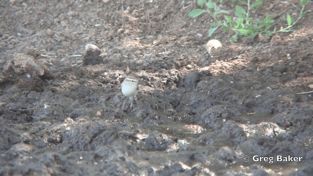 Mosquitero de Hume - ML201822141