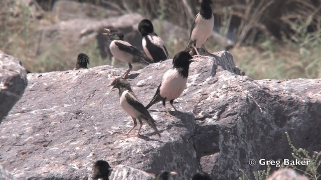 Rosy Starling - ML201822191