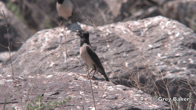 Rosy Starling - ML201822201