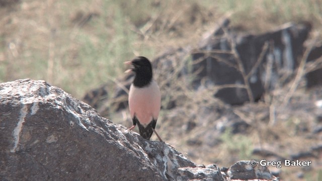 粉紅椋鳥 - ML201822221