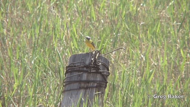 Western Yellow Wagtail (beema) - ML201822241